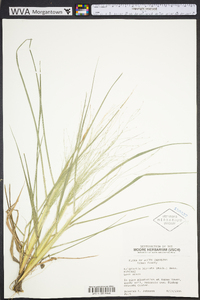 Eragrostis hirsuta image